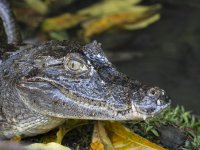 spectacled caiman Caiman crocodilus 