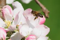 honey bee Apis mellifera