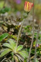 Mouse-ear Hawkweed Hieracium pilosella