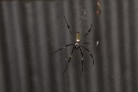 golden silk spider Trichonephila clavipes 