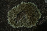 Lecanora muralis sometimes known as the chewing gum lichen
