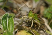 Meadow Grasshopper Chorthippus parallelus
