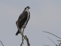osprey Pandion haliaetus Also known as fish hawk, river hawk, sea hawk
