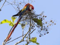 scarlet macaw Ara macao 