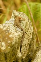 Common lizard Zootoca vivipara
