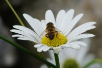Unidentified hoverfly on Oxeye Daisy