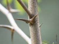 acacia ant Pseudomyrmex ferruginea 