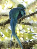 resplendent quetzal Pharomachrus mocinno costaricensis 