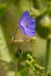 Link to wild flowers gallery