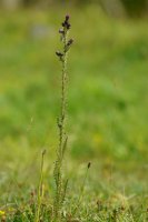 Marsh thistle Cirsium palustre