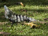 black spiny-tailed iguana Ctenosaura similis 