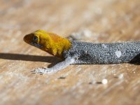 yellow-headed gecko Gonatodes albogularis 