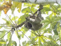 brown-throated sloth Bradypus variegatus 
