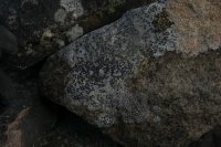 The lichen at bottom centre of the photo is Rhizocarpon reductum