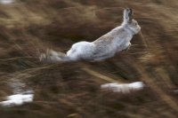 Mountain Hare mid-leap
