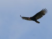 turkey vulture Cathartes aura 