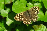 Speckled Wood Pararge aegeria