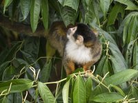 black-crowned Central American squirrel monkey Saimiri oerstedii oerstedii 