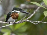Amazon kingfisher Chloroceryle amazona 