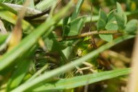 Meadow Grasshopper Chorthippus parallelus