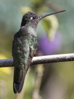 Talamanca hummingbird Eugenes spectabilis 