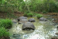 Giant Tortoises in shallow pool