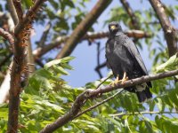 common black hawk Buteogallus anthracinus 