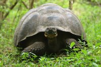 Giant tortoise staring at camera