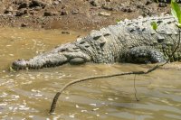 American crocodile Crocodylus acutus 