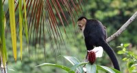 Panamanian white-faced capuchin Cebus imitator 
