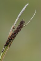 Glaucous Sedge Carex flacca