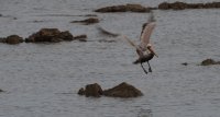 brown pelican Pelecanus occidentalis 