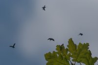 longhorn moths in flight