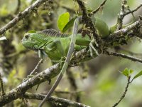 green iguana Iguana iguana 