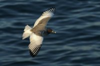 Swallow-tailed gull in flight