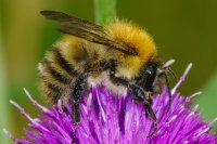 Common Carder Bee Bombus pascuorum