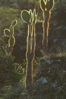 Backlit cacti