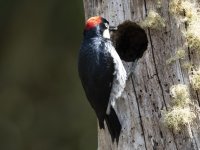 acorn woodpecker Melanerpes formicivorus 