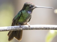 Talamanca hummingbird Eugenes spectabilis 