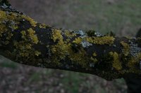 The yellow lichen in this photo is Xanthoria parietina