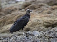black vulture Coragyps atratus 