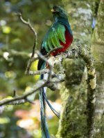 resplendent quetzal Pharomachrus mocinno costaricensis 