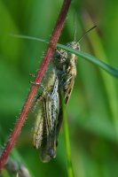 Mottled Grasshopper Myrmeleotettix maculatus