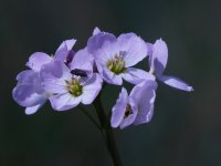 close up of fly on cuckoo flower