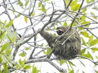 brown-throated sloth Bradypus variegatus 