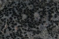 unidentified lichen (detail)