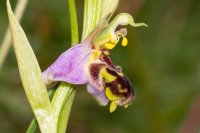 Bee orchid Ophrys apifera 
