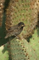 Common cactus-finch