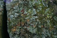 Parmelia saxatilis, also known as the salted shield lichen or crottle