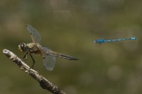 Azure Damselfly flying past Four-spotted Chaser on twig. Coenagrion puella and Libellula quadrimaculata